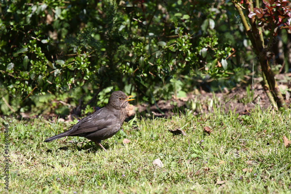Amsel oder Schwarzdrossel / Blackbird / Turdus merula Amsel oder Schwarzdrossel / Blackbird / Turdus merula