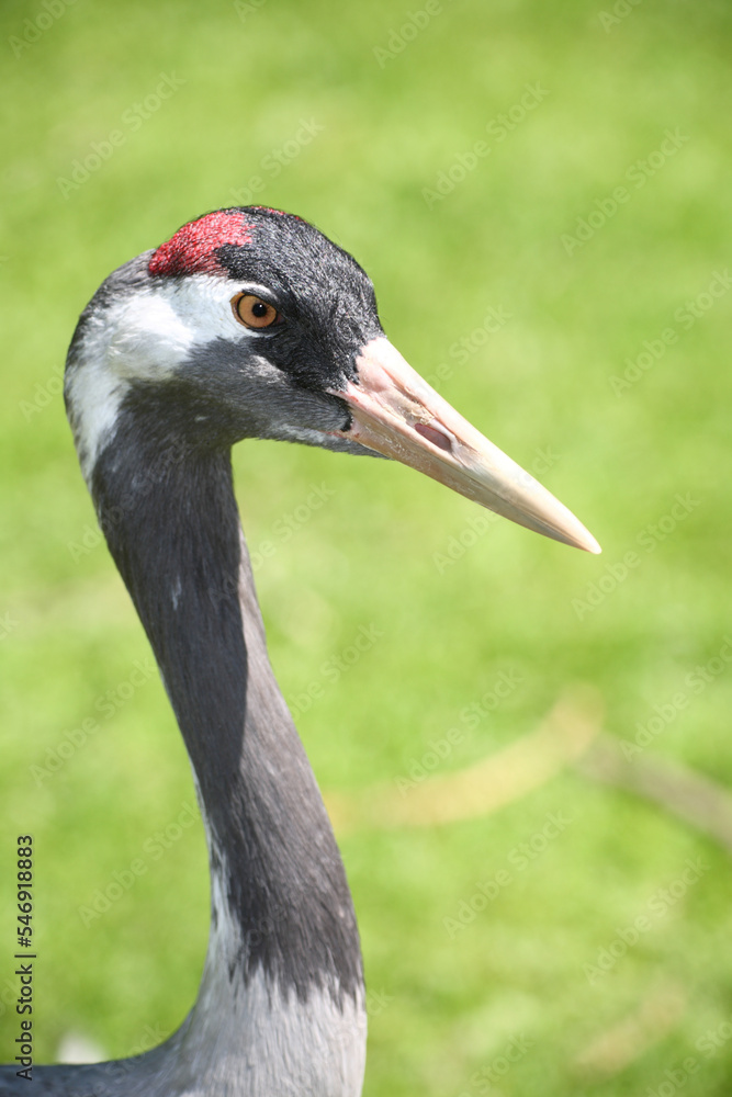 Fototapeta premium Grauer Kranich / Common crane / Grus grus