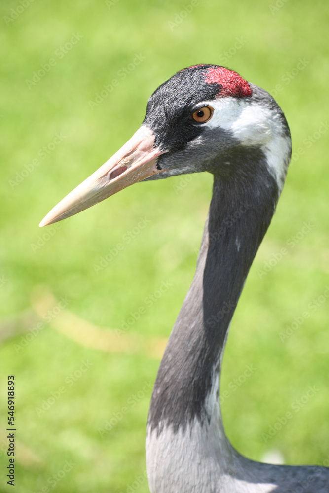 Fototapeta premium Grauer Kranich / Common crane / Grus grus