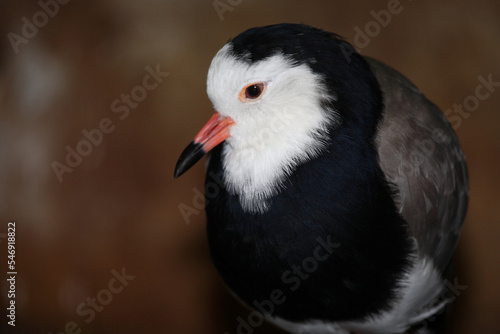 Langzehenkiebitz   Long-toed lapwing   Vanellus crassirostris