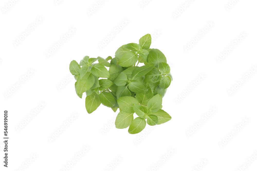 Basil leaves isolated on white background,
for your design Basil leaves isolated on white background,
for your design