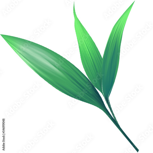 Green leave palm tree isolated