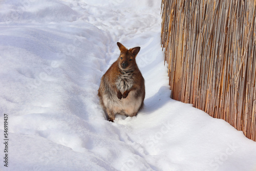 In winter a wallaby is any animal belonging to the family Macropodidae that is smaller than a kangaroo and hasn't been designated otherwise.