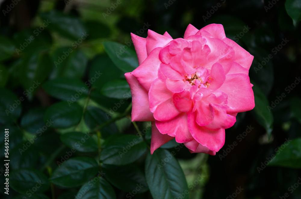 Camellia japonica in the garden.