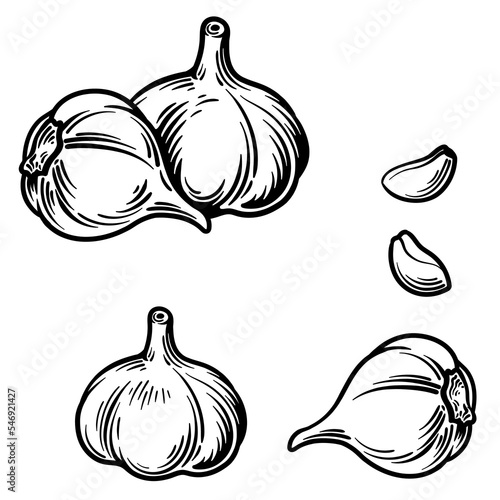 Whole garlic and garlic cloves. Vector illustration of garlic in engraving style.