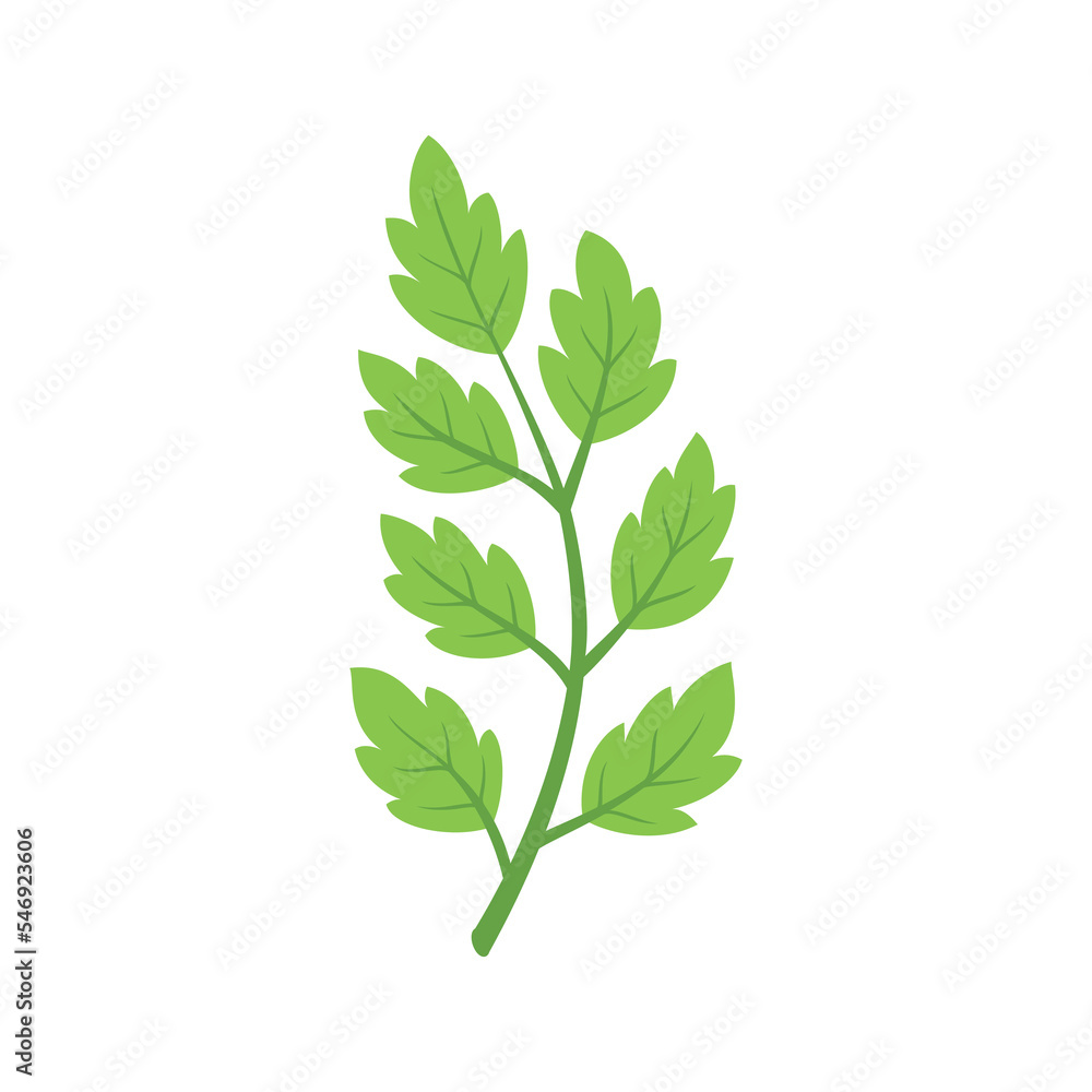 Fototapeta premium Branch with leaves isolated on white background. Vector illustration. 