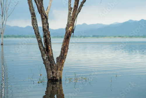 The body of the dead tree stands in the water with the landscape and lake in background