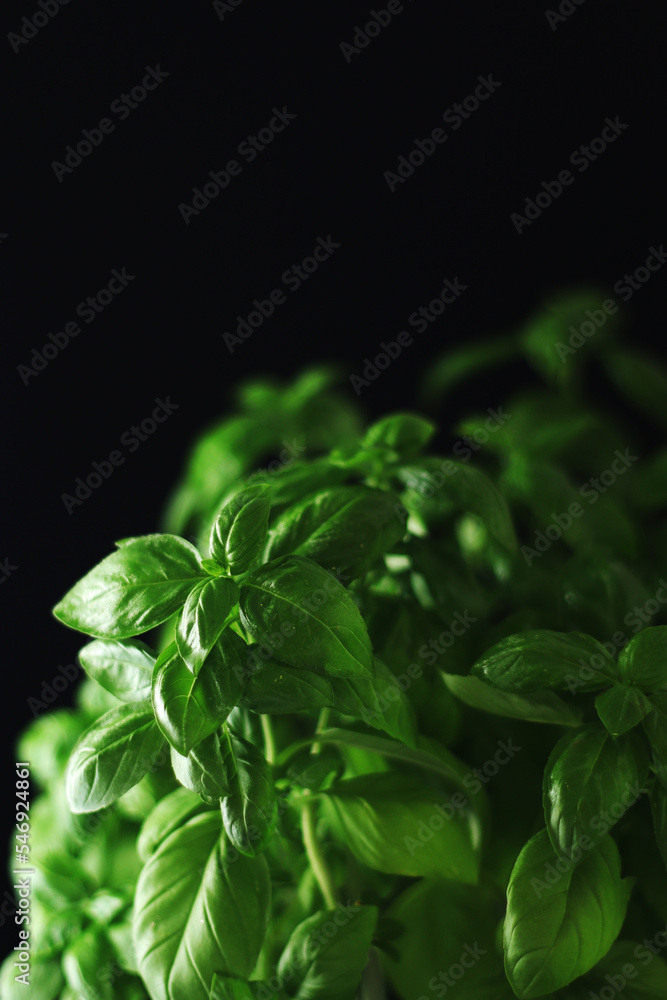 A bunch of basil in low key A bunch of basil in low key