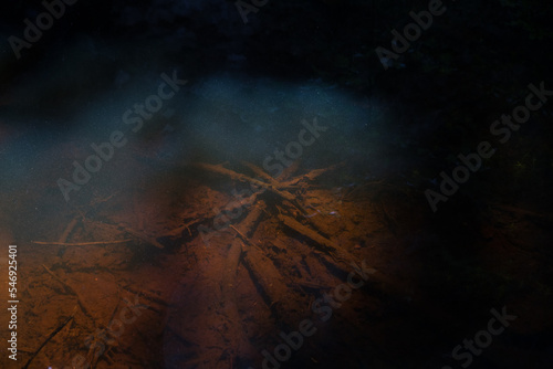 Branches lying in colored water