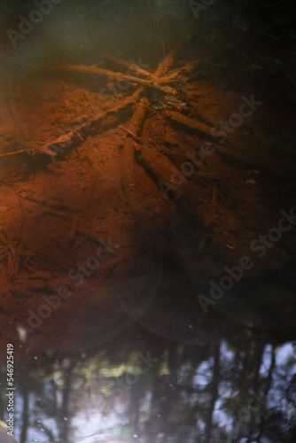 Branches lying in the water