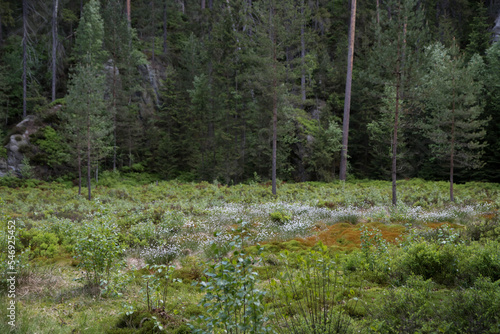 Green glade in the forest