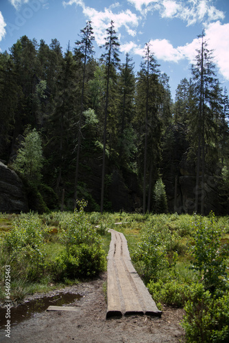 Wooden path in the clearing