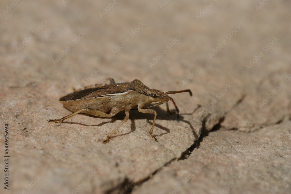Closeup a brown squashbug Ceraleptus lividus, sitting on a stone Closeup a brown squashbug Ceraleptus lividus, sitting on a stone