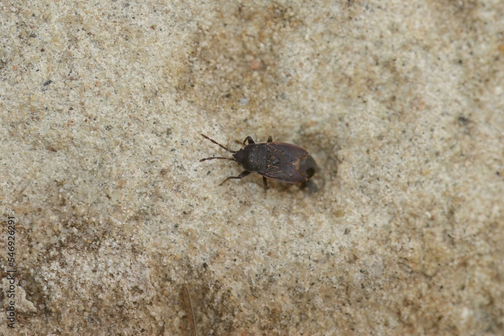 Closeup on a small dirt-colored seed bug, Drymus ryeii