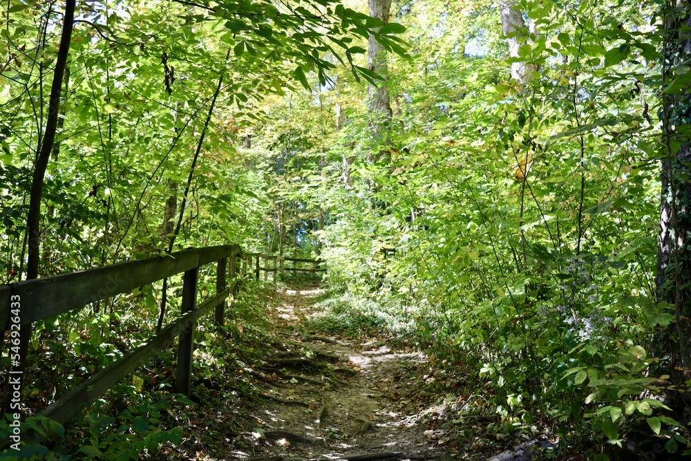 Obraz premium The empty hiking trail up the slope in the forest.