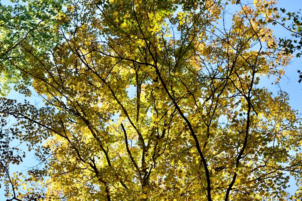 The yellow autumn leaves in the trees. The yellow autumn leaves in the trees.