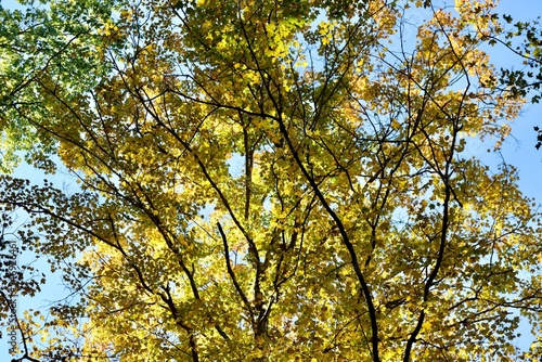 The yellow autumn leaves in the trees.