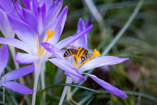 pszczoła cała w pyłku na kwiatku krokusa w ogrodzie 