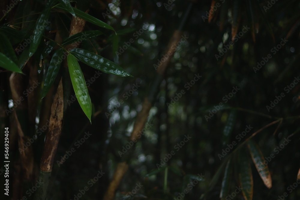 Indonesia Bali Tropica Forest Leaves Indonesia Bali Tropica Forest Leaves