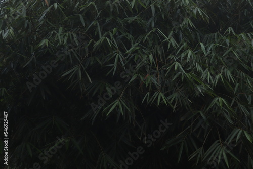 Fototapeta Naklejka Na Ścianę i Meble -  Indonesia Bali Tropica Forest Leaves