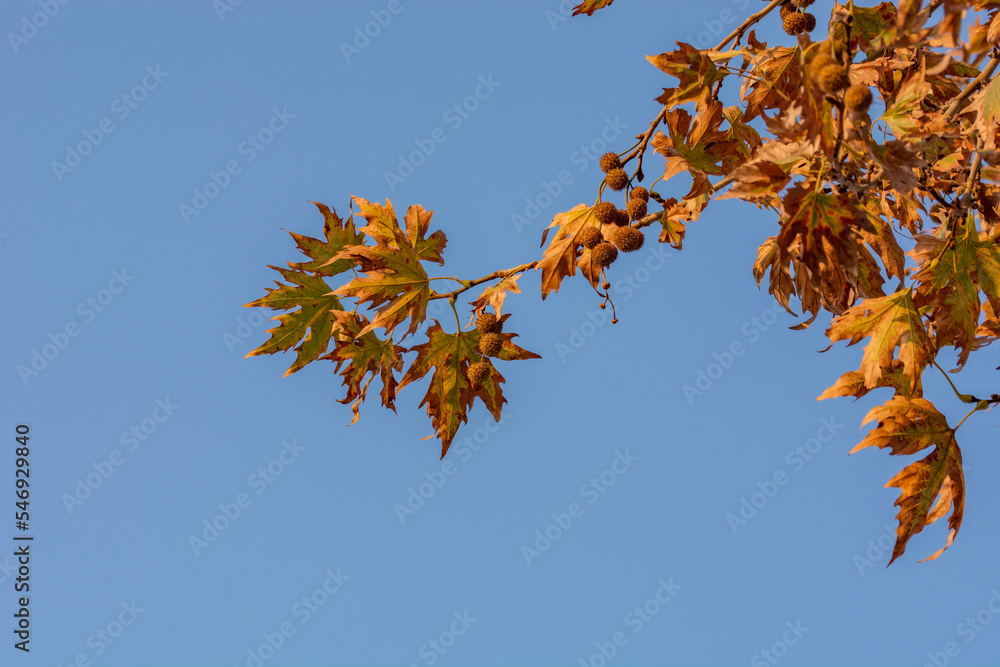 Autumn background. A tree with yellow leaves on a blue sky background