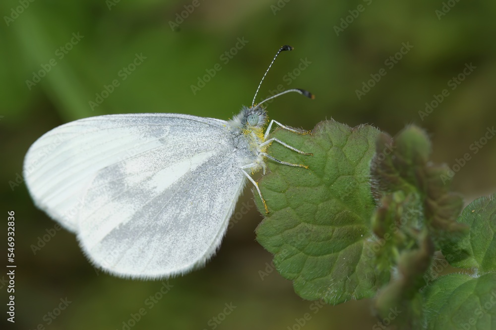 Closeup of the wood white butterfly, Leptidea sinapis sitting on a green leaf Closeup of the wood white butterfly, Leptidea sinapis sitting on a green leaf