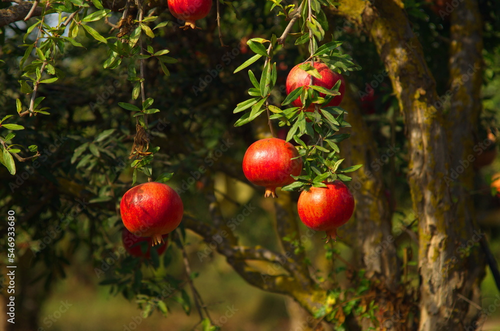 Garden with pomegranate trees. Rich harvest, large fruits, ripe pomegranates. Kibbutz moshav in Israel. Plantations with beautiful low trees. Red ripe pomegranates on a branch