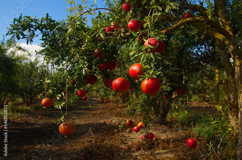 Garden with pomegranate trees. Rich harvest, large fruits, ripe pomegranates. Kibbutz moshav in Israel. Plantations with beautiful low trees. Red ripe pomegranates on a branch