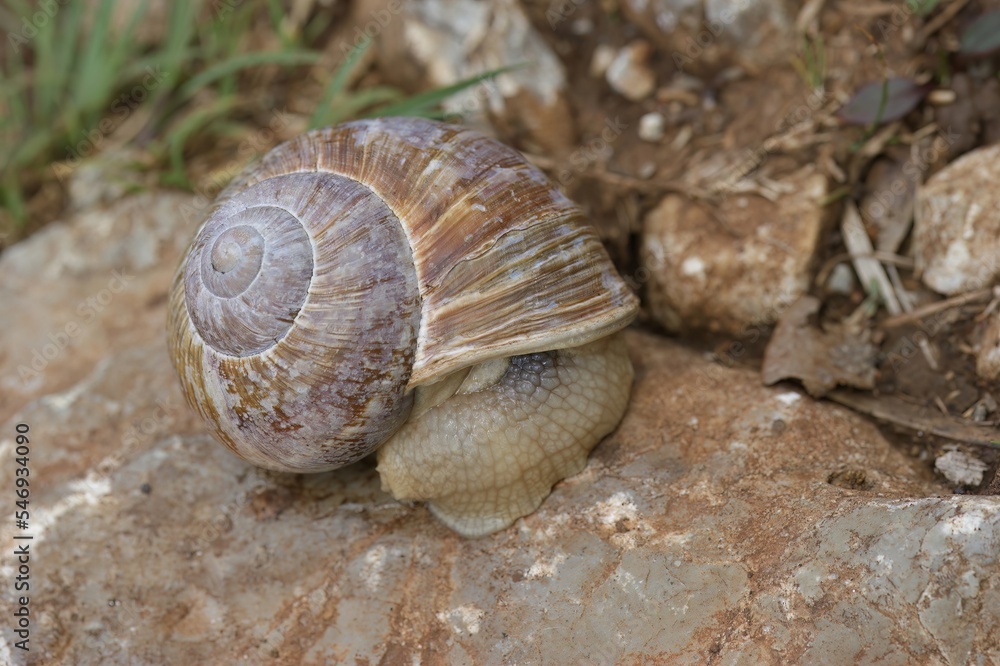 Closeup on an edible escargot snail, Helix pomatia on a stone Closeup on an edible escargot snail, Helix pomatia on a stone