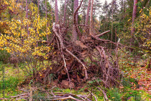 Vom Wind entwurzelter Baum im Wald 
