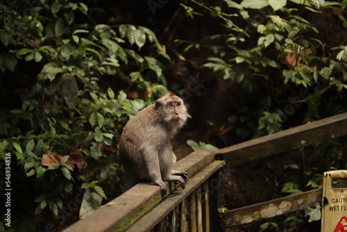 Indonesia Bali Forest Monkey Portraits