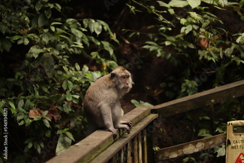 Indonesia Bali Forest Monkey Portraits