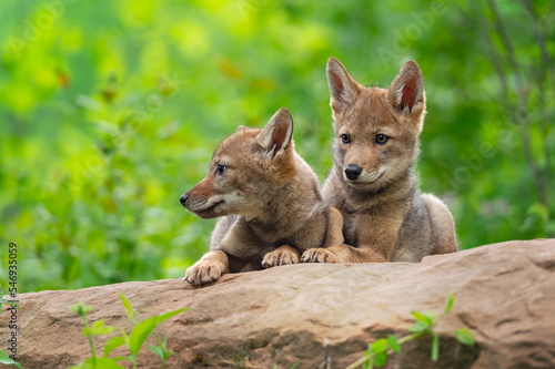 Foto Coyote Pups (Canis latrans) Sit on Rock Together Summer