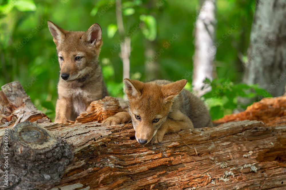 Coyote Pup (Canis latrans) Looks Down Side of Log Sibling Behind Summer Coyote Pup (Canis latrans) Looks Down Side of Log Sibling Behind Summer
