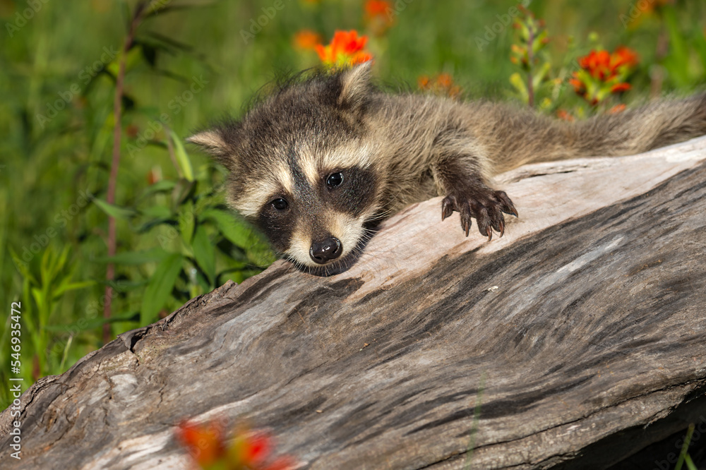 Raccoon (Procyon lotor) Clings to Edge of Log Summer Raccoon (Procyon lotor) Clings to Edge of Log Summer