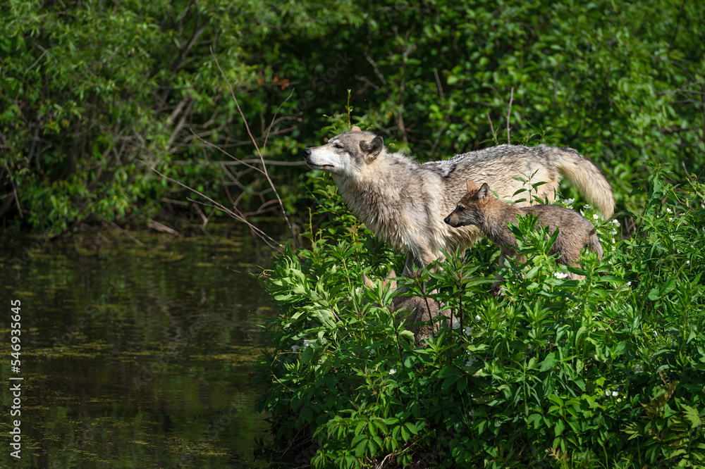 Adult Grey Wolf (Canis lupus) Lifts Nose With Two Pups on Island Summer Adult Grey Wolf (Canis lupus) Lifts Nose With Two Pups on Island Summer