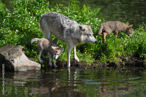 Grey Wolf  Canis lupus  Pups and Adult on Edge of Island Reflected in Water Summer