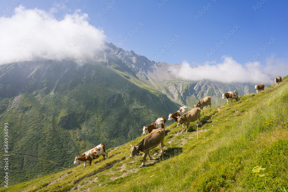 Hiking around Mont Blanc, Alpine landscape, cows