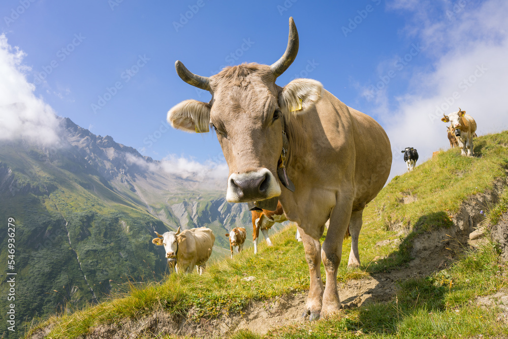 Hiking around Mont Blanc, Alpine landscape, cows Hiking around Mont Blanc, Alpine landscape, cows