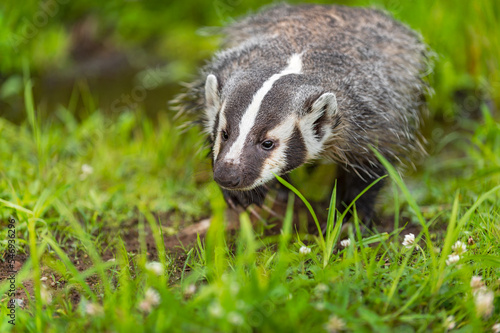 North American Badger (Taxidea taxus) Walks Forward Flattened Out in Grass Summer