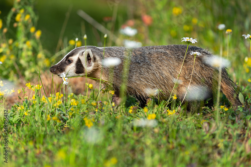 North American Badger (Taxidea taxus) Walks Left Through Grass and Wildflowers Summer photo