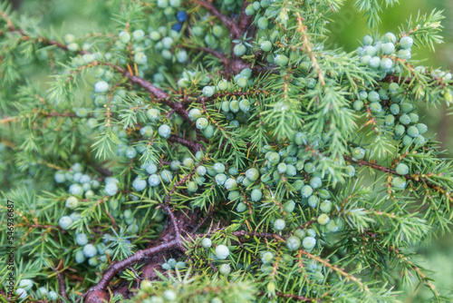 Juniper berries on a branch with green leaves. Juniperus communis bush is evergreen coniferous tree as background. Macro of juniper branch pattern.