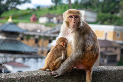 Female and infant rhesus monkey nursing  sitting on the edge of a wall with view of a temple in the background  Pashupatinath Temple  Kathmandu  Nepal