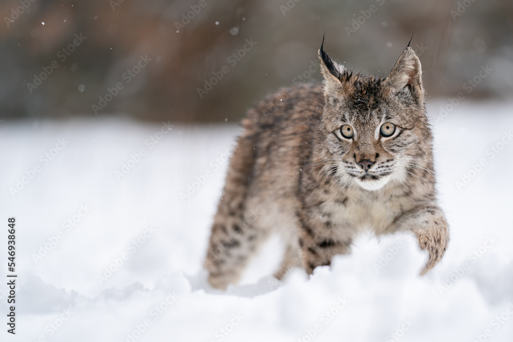 Lynx cub walking in snow drifts. Wildlife animal in his natura habitat.