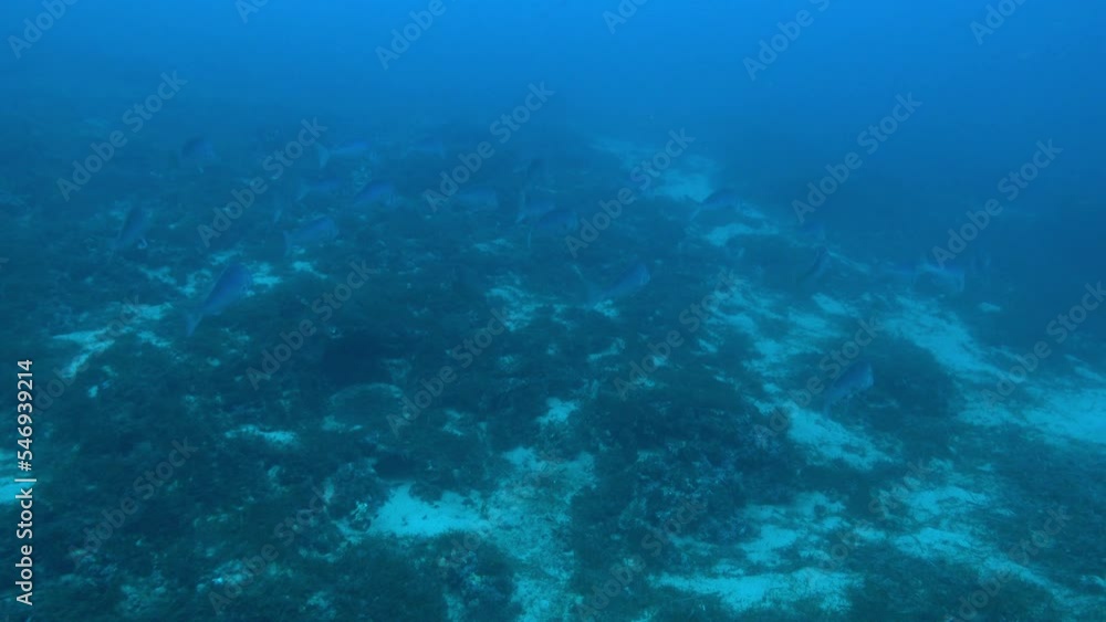 Deep divng - Dentex dentex fish shoal in the Mediterranean Sea Deep divng - Dentex dentex fish shoal in the Mediterranean Sea