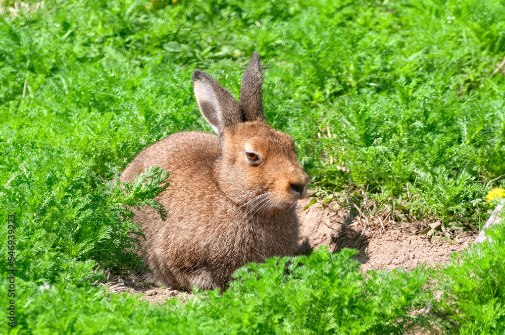Fototapeta premium Single brown hare sitting on the green grass under the sun.