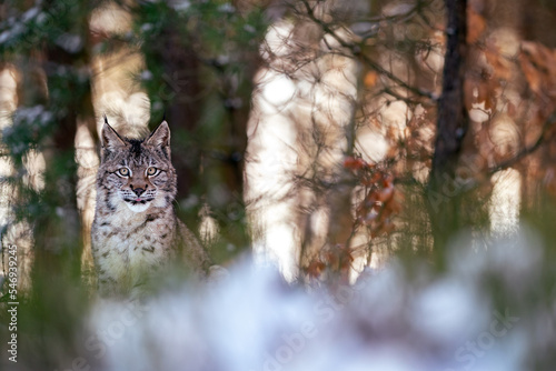 Lynx hidden in the forest with backlight between the trees. Predator in his natural habitat.