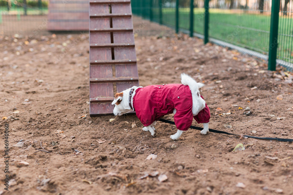 Jack russell terrier dog trainings outdoors in city park zone dog walking area background - pet lifestyle concept Jack russell terrier dog trainings outdoors in city park zone dog walking area background - pet lifestyle concept