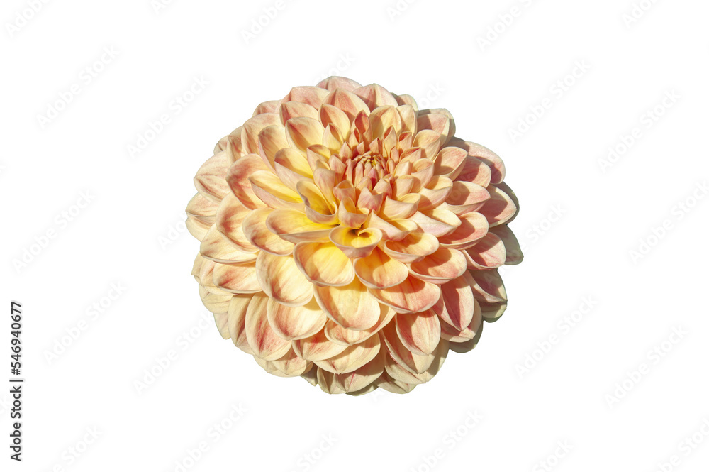 Dahlia 'Texas Moon' a pink summer autumn pompom flower tuber plant, png stock photo file cut out and isolated on a transparent background Dahlia 'Texas Moon' a pink summer autumn pompom flower tuber plant, png stock photo file cut out and isolated on a transparent background