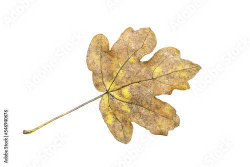 Field maple leaf (Acer campestre) in autumn fall colour, png stock photo file cut out and isolated on a transparent background